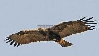 Седем орлета от защитения вид Царски орел ще полетят до две седмици в Сливенско