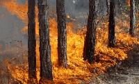 Спасиха от пожар 800 декара иглолистна гора край Кортен