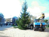 Коледната елха на Сливен вече е поставена пред Общината