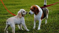 В Сливен започват проверки за спазване изискванията за отглеждане на домашни кучета