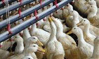 Фермите в Стралджанско, в които откриха "птичи грип", ще могат да отглеждат птици през юни