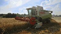 Очакват се по-ниски добиви от пшеница в Ямболска област