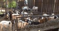 МВР отлага планираната за днес евтаназия на животни заради чумата