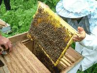 Значително по-ниски добиви на мед отчитат пчеларите в страната тази година