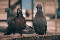 Изследват проби от умрели диви гълъби в община Болярово за "птичи грип"