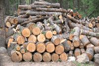 Община Болярово подсигурява навременната доставка на дърва за огрев със собствени дървосекачи 