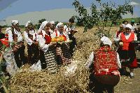 В тунджанското село Търнава с народни обичаи ще започне жътвата на ечемика
