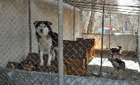 Община Сливен довършва изграждането на приют за бездомни животни