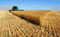 458 килограма на декар е средният добив на пшеница в ямболско