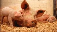 Бедствено положение в Свищов заради чумата по свинете