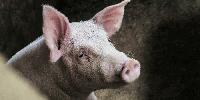 Заради чумата по свинете: Спрени са дърводобивът и ловът в района на Велинград
