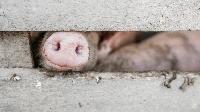 БАБХ: Парите на животновъдите за прасетата ще бъдат отпуснати след 1 септември