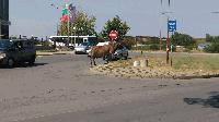 Внимание! Крави на пътя в Ямбол!