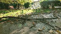 Огромен клон падна в двора на детска градина в Ямбол Огромен клон падна в двора на детска градина в Ямбол